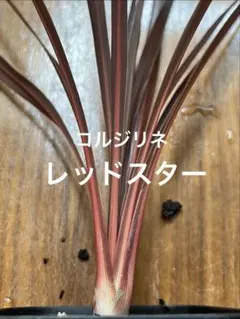 コルジリネ　レッドスターのサムネイル