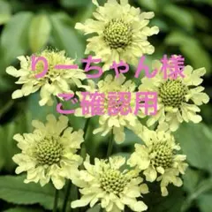 ❣️りーちゃん様　ご専用❣️