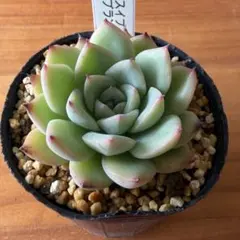 多肉植物 匠♡抜き苗(サボテン相談室) - メルカリ