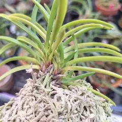 2025年最新】富貴蘭ルビー根の人気アイテム - メルカリ