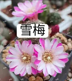 116-雪梅　自根苗　超人気レブチア　新品種　花サボテン複色咲のサムネイル