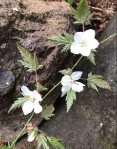 【山野草】天然 無農薬 モミジイチゴ 抜き苗 1株/3芽
