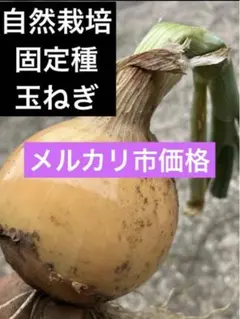 2026年最新】玉ねぎ 苗の人気アイテム - メルカリ