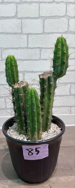 新商品✨16㎝セレウス ペルビアナス スピラリス H発根済み✨サボテン