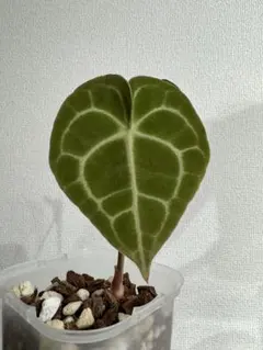 熱帯植物 アンスリウム SKG シルバー 超ラメ脈 - メルカリ