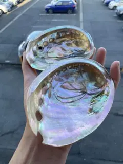 沖縄県のアワビ貝　2個セット　13-14cm 置物　小物入れ　食器など