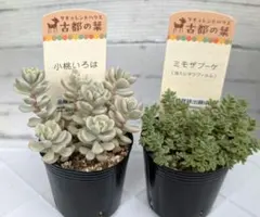古都の葉 多肉植物 3種セット 古都の葉 多肉植物 3種セット - メルカリ