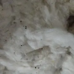 シルク100% 農家毛羽 50g以上 蚕 繭