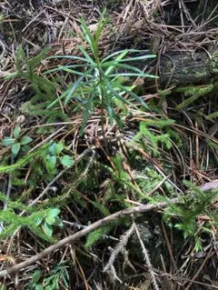 蘭ちゃん様 リクエスト 2点 まとめ商品