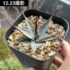 2025年最新】エボリスピナ 陽炎の人気アイテム - メルカリ