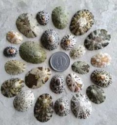 lincy様 リクエスト 2点 まとめ商品