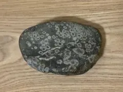 化石 約2.6kg 古代 観賞石 水石 化石 約2.6kg 古代 観賞石 水石