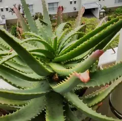 挿し木用 カット枝 （1本） コヘンルーダ 香り ハーブ 観葉植物 - メルカリ