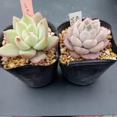 NIKO様 リクエスト 2点 まとめ商品