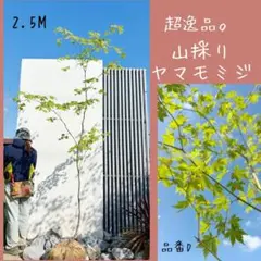 2026年最新】山採り もみじの人気アイテム - メルカリ