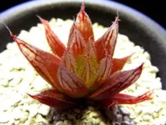 3789 特選レイトニー レッド　多肉植物 ハオルチア アロエのサムネイル