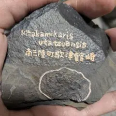 キタカミカリス ウタツエンシス 嚢頭類 化石 南三陸 幻✨️ - メルカリ