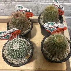 花サボテン美花 古株 大株まとめて メルカリ便 - メルカリ