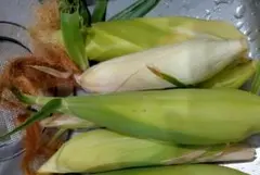 自家菜園 昔ながらのもちもちとうもろこしの種 無農薬