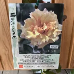 バラ苗 ローズドゥメルスリー タルトアブリコ 新苗 新品種 正規品 河本