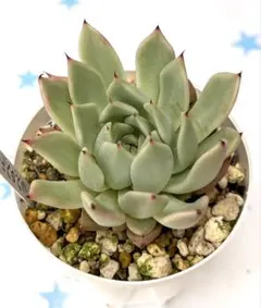 かずこ様 リクエスト 3点 まとめ商品