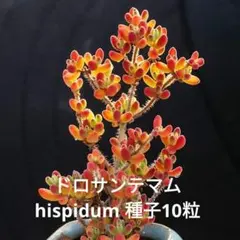 ちゅぷ様 リクエスト 5点 まとめ商品