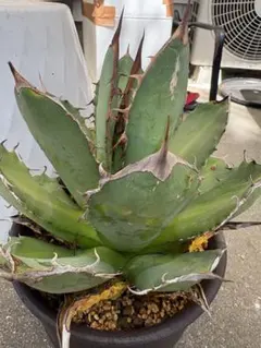 2026年最新】アガベ子株の人気アイテム - メルカリ