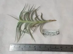 Tillandsia cotagaitensis **50**