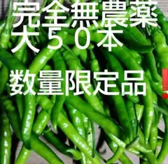 青唐辛子　生唐辛子　インドジンウソツカナイ　激辛唐辛子　７月１３日１７時収穫のサムネイル