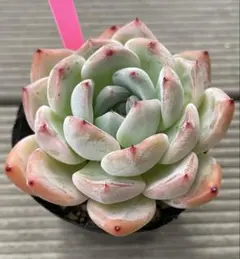 ラウリンゼ×ざわわ　多肉植物　おらいさん青札苗のサムネイル