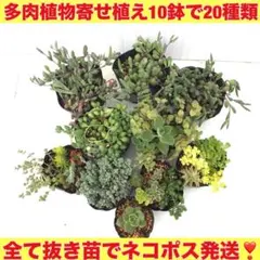 寄せ植え多肉植物10鉢20種類全て抜き苗❣️オマケにセダム類&胡蝶の舞ベビー