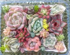 【メルカリ便】エケベリア寄せ植え 多肉弁当 多肉詰め合わせ 韓国苗
