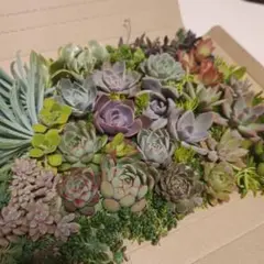多肉植物　多肉弁当　カット苗　大量詰め合わせセット