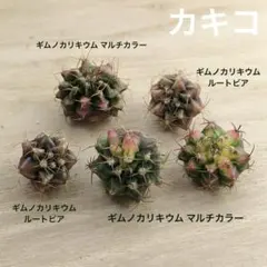 【カキコ】 ギムノカリキウム ルートビア ギムノカリキウム マルチカラーのサムネイル