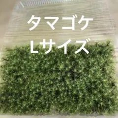 ひよこ　プロフ必読様 リクエスト 2点 まとめ商品