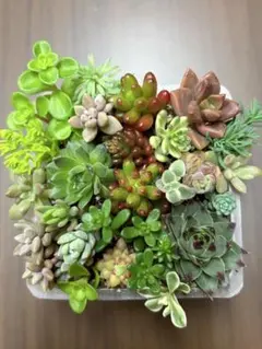 多肉植物・セダムセット②