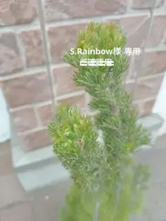 S.Rainbow様専用のサムネイル