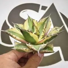 【アガベ_スナグルトゥース】スナグルトゥース ボールタイプ 大サイズ アガベ_スナグルトゥース】スナグルトゥース ボールタイプ 大サイズ_3