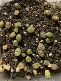 yawns（植物発送3/30）様 リクエスト 3点 まとめ商品