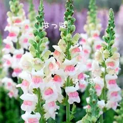 花の種 可愛いバイカラー♡金魚草 アップルブロッサム 20粒のサムネイル
