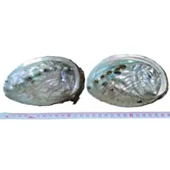 鮑の貝殻　 2個セット 13ｃｍ以上　アバロンシェル　あわび　アワビ