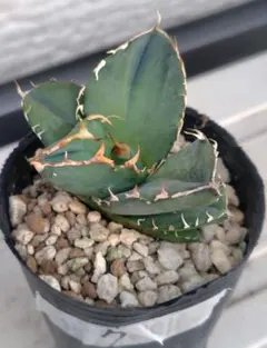 アガベ　オテロイ7　実生　オアハカ7