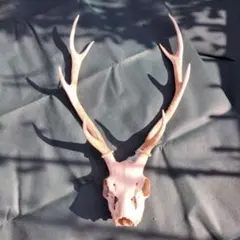 ハンティングトロフィー