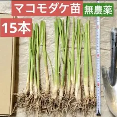 2026年最新】マコモ 苗の人気アイテム - メルカリ