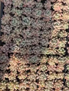 Top【選抜株】多肉植物 22087モンロー x シャンペーン 35個 鉢無し