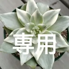 2025年最新】多肉植物 マリア錦の人気アイテム - メルカリ