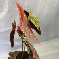 小*み様 Begonia maculata 原種ベゴニア マクラータ ピンク斑入 - メルカリ