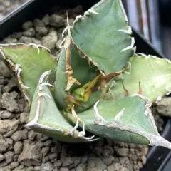 オテロイ　実生　約30株　鉢ごとメルカリ便 2025年最新】オテロイ実生の人気アイテム - メルカリ