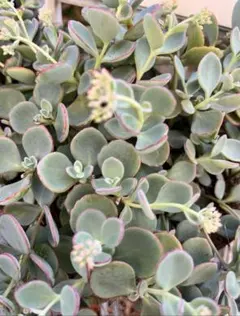 間もなく締め切り〆 越中ミセバヤ カット苗 多肉植物 2025年最新】越中ミセバヤの人気アイテム - メルカリ