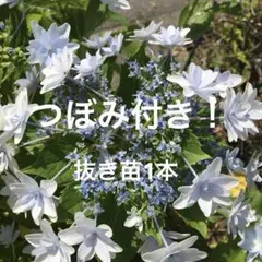 ぽん様3点根付き♪ジャスミン♪ホワイトプリンセス苗ハゴロモ改良